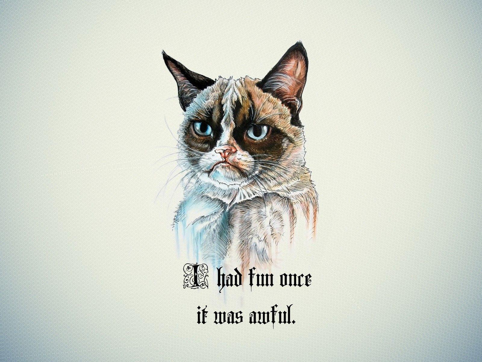 Cat Meme Picture Wallpapers