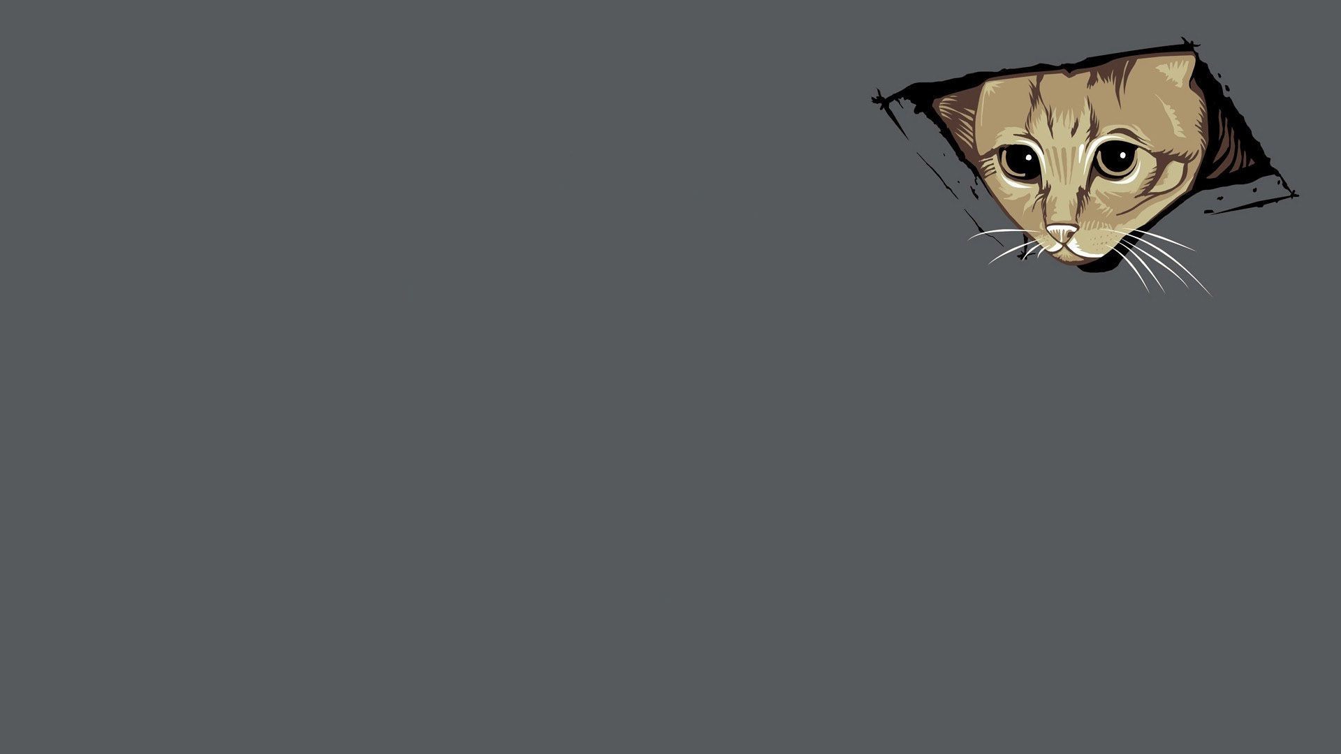 Cat Meme Wallpapers