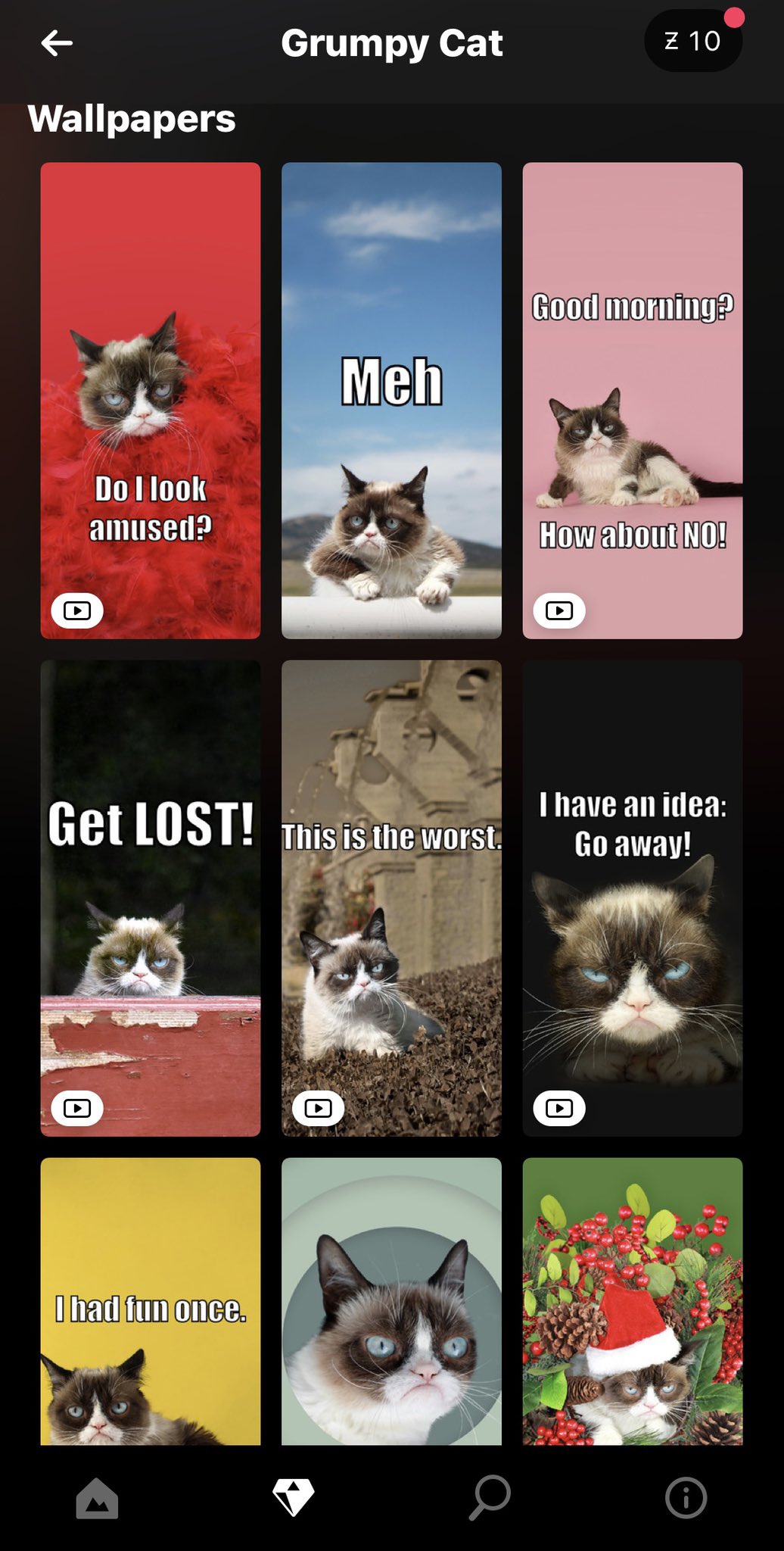 Cat Meme Wallpapers