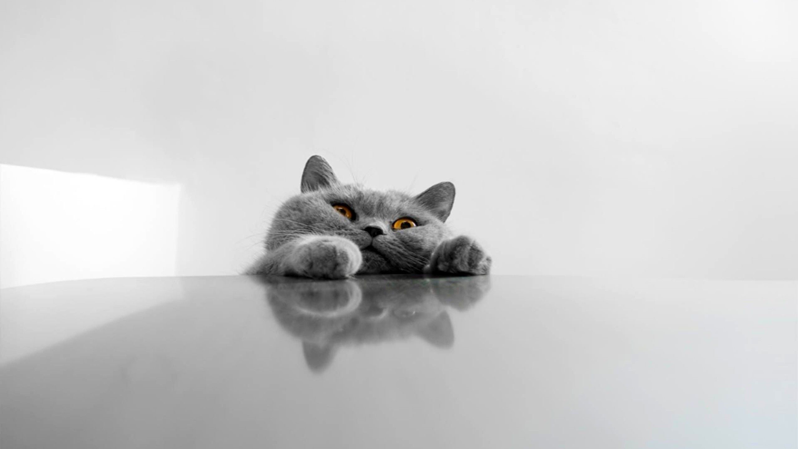 Cat Meme Wallpapers