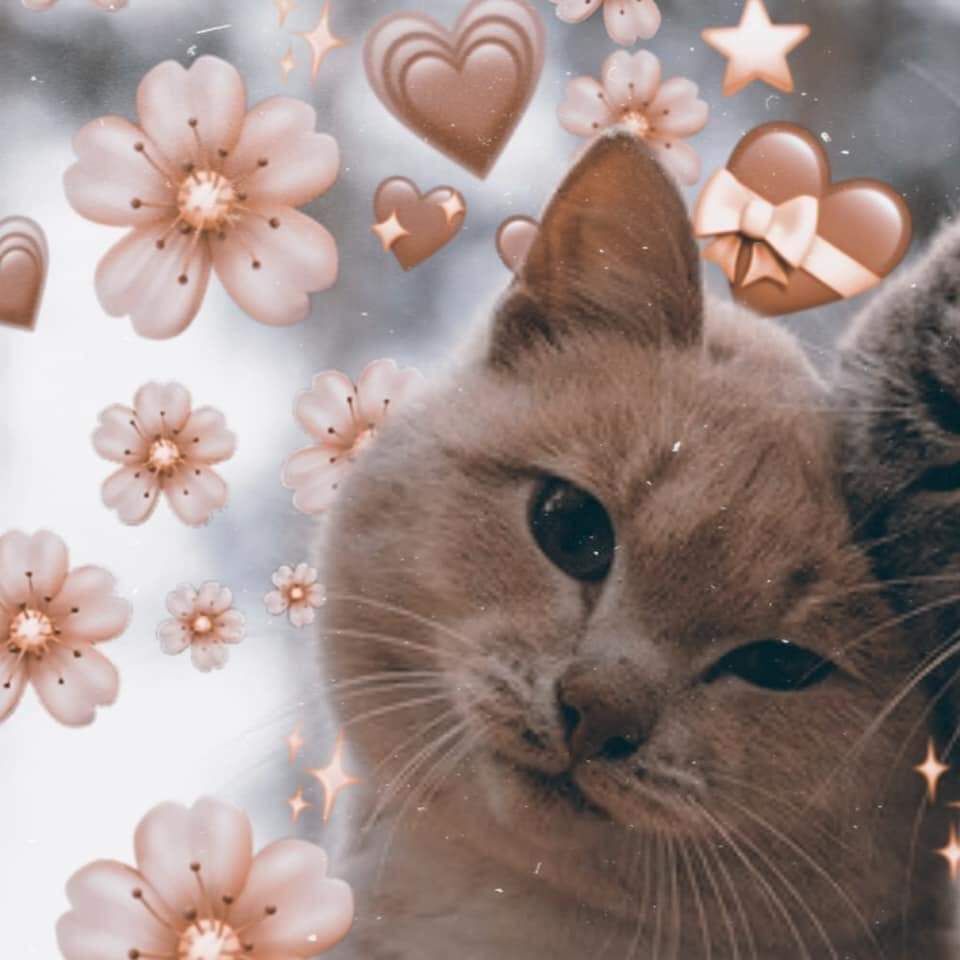 Cat Pfp Cute Wallpapers