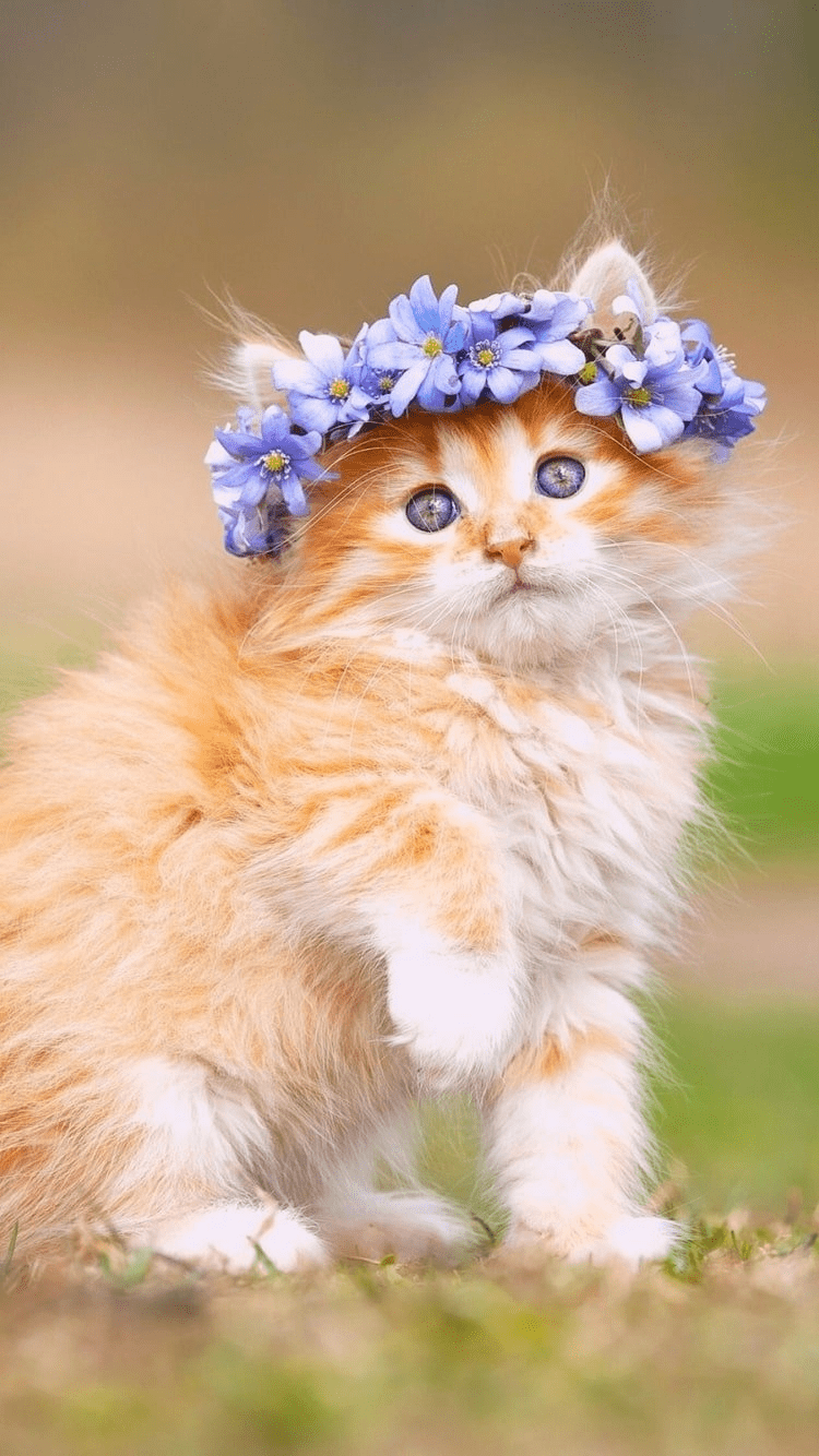 Cat Pfp Cute Wallpapers