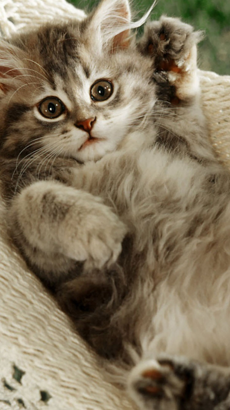 Cat Pfp Cute Wallpapers