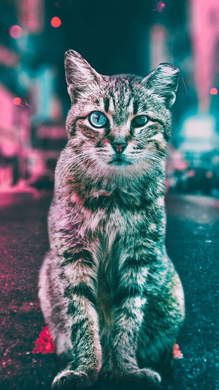 Cat Phone Wallpapers