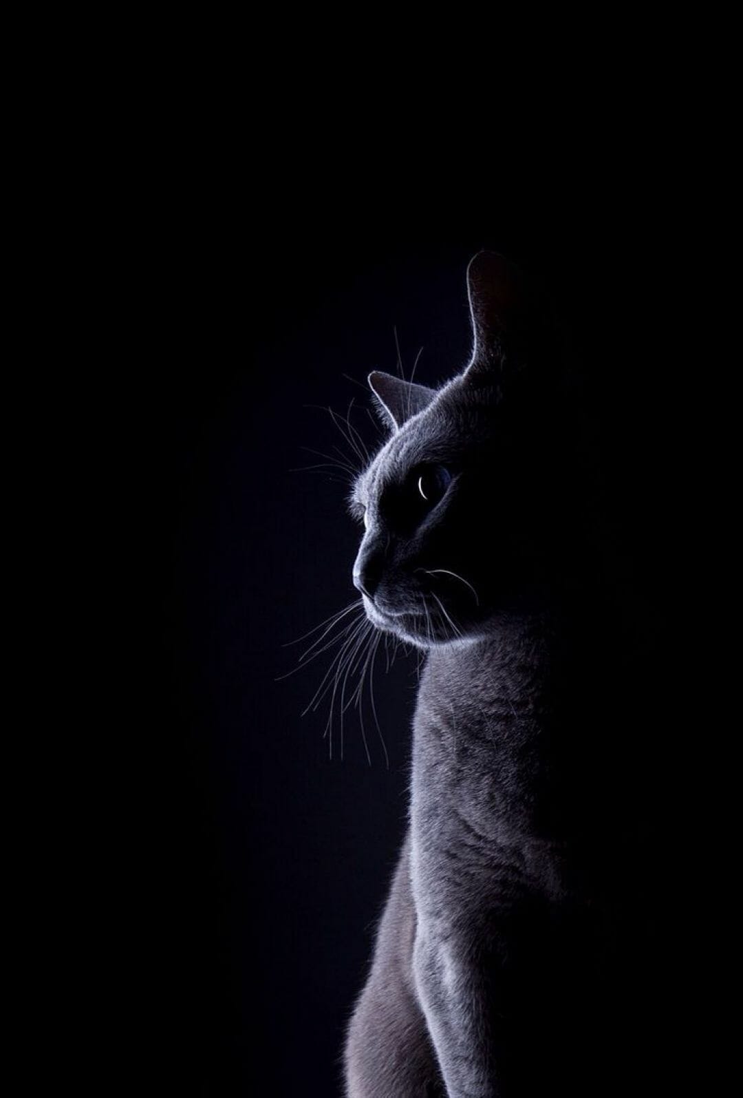 Cat Phone Wallpapers