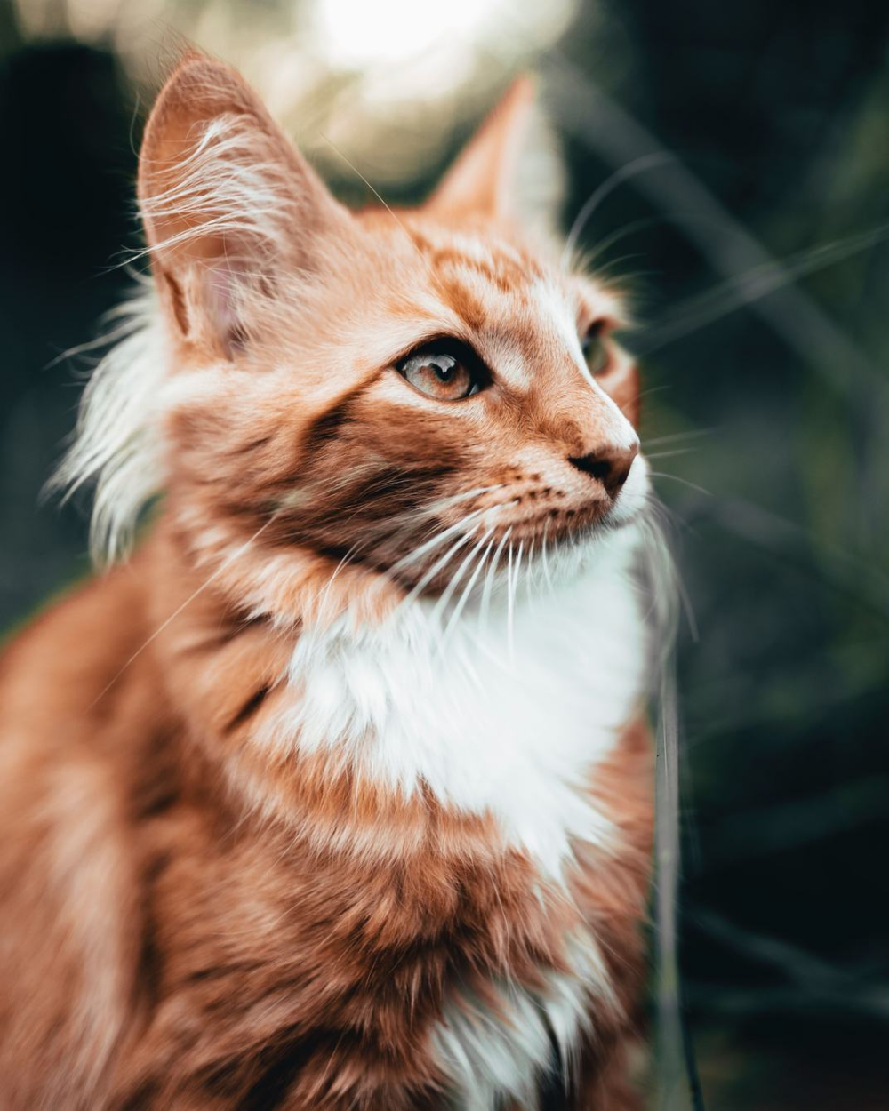 Cat Photography Wallpapers