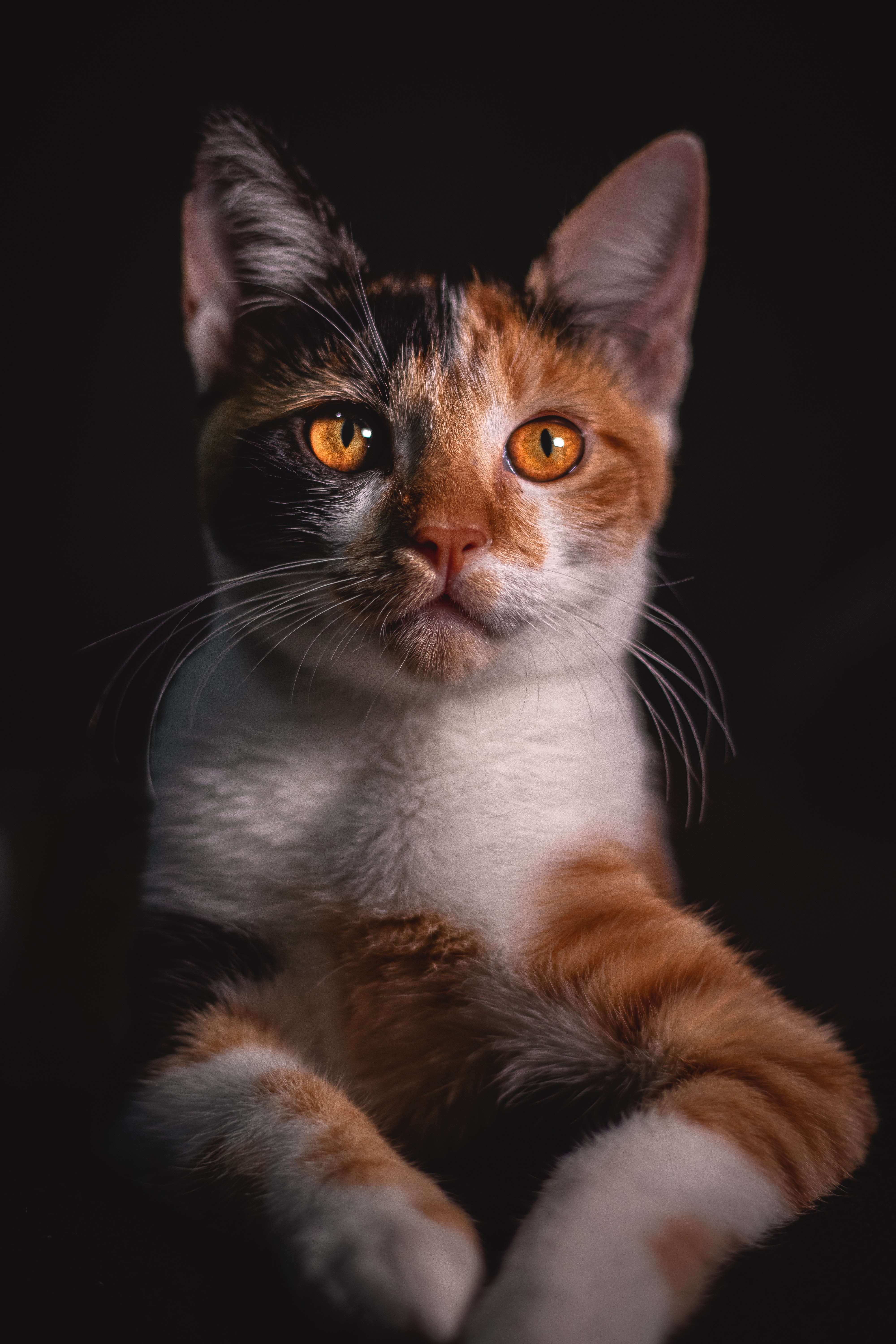 Cat Photography Wallpapers