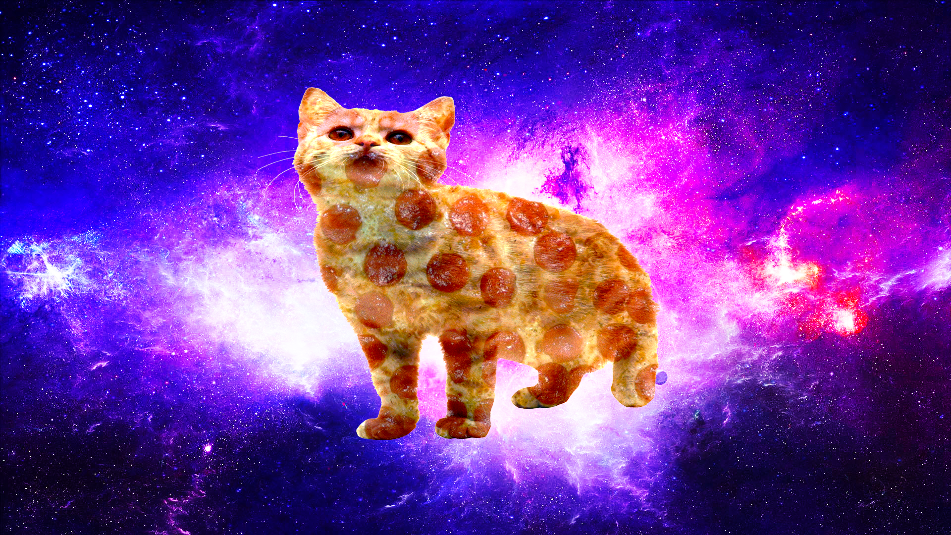 Cat Pizza Wallpapers