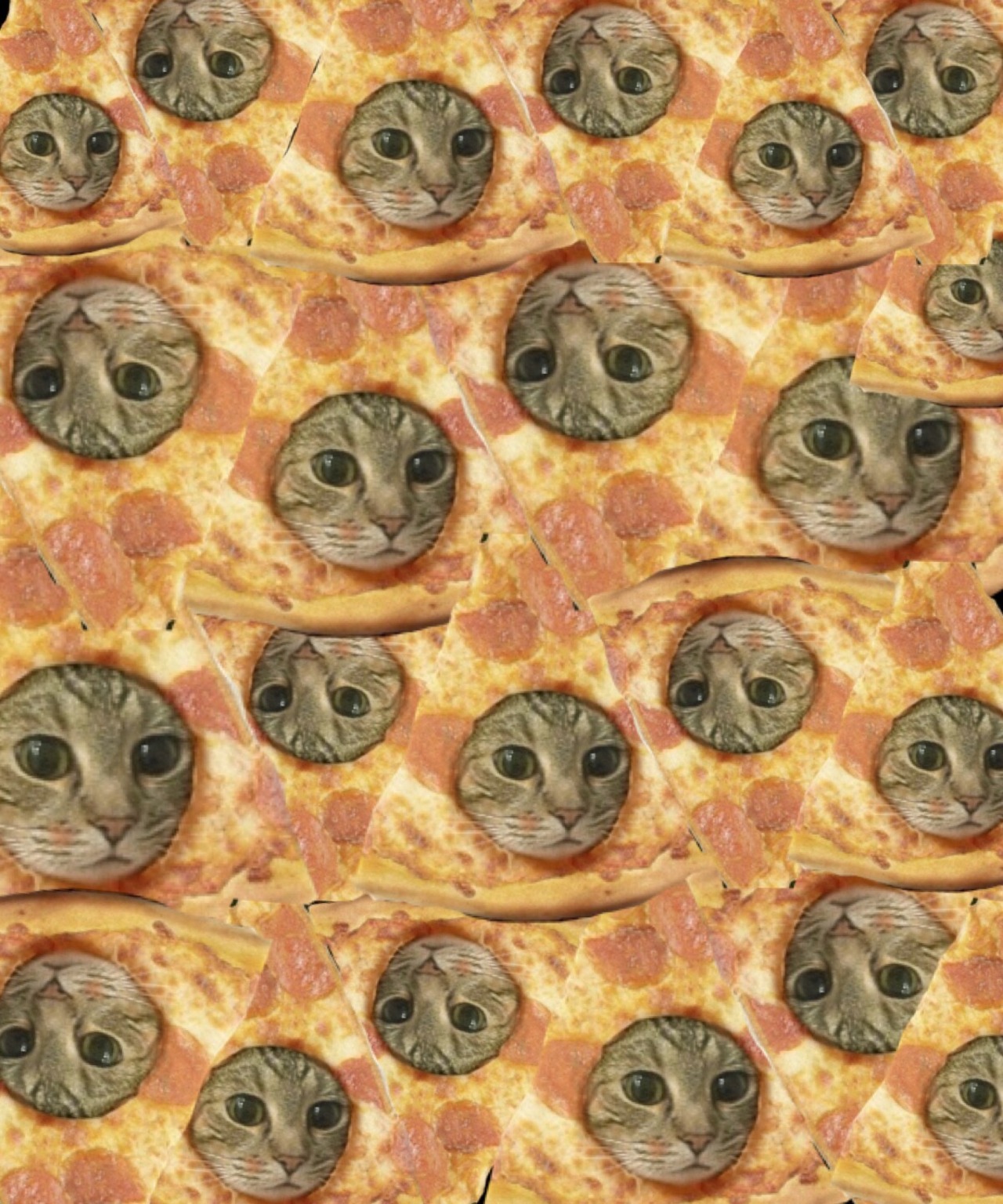 Cat Pizza Wallpapers