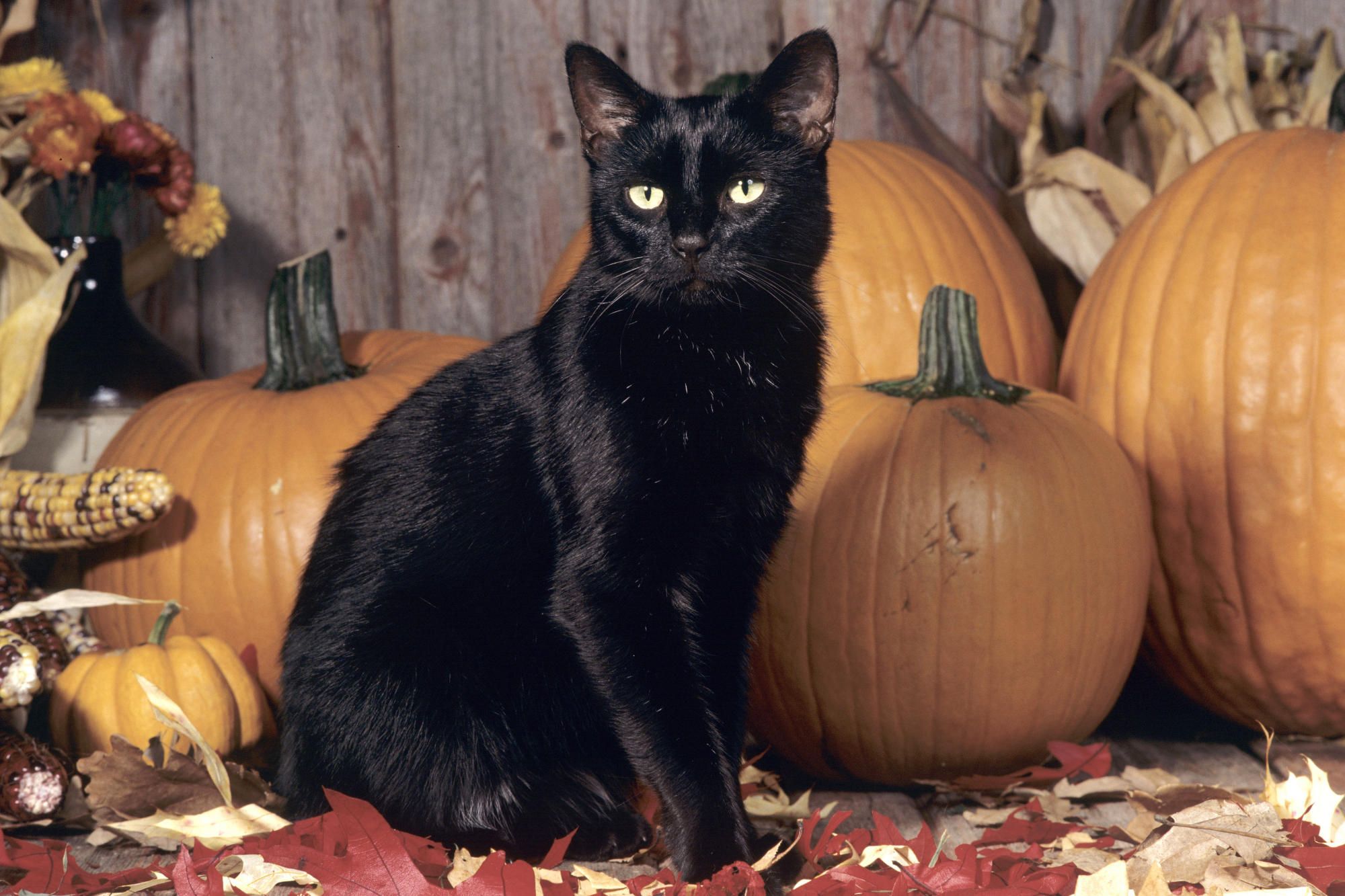 Cat Pumpkin Wallpapers