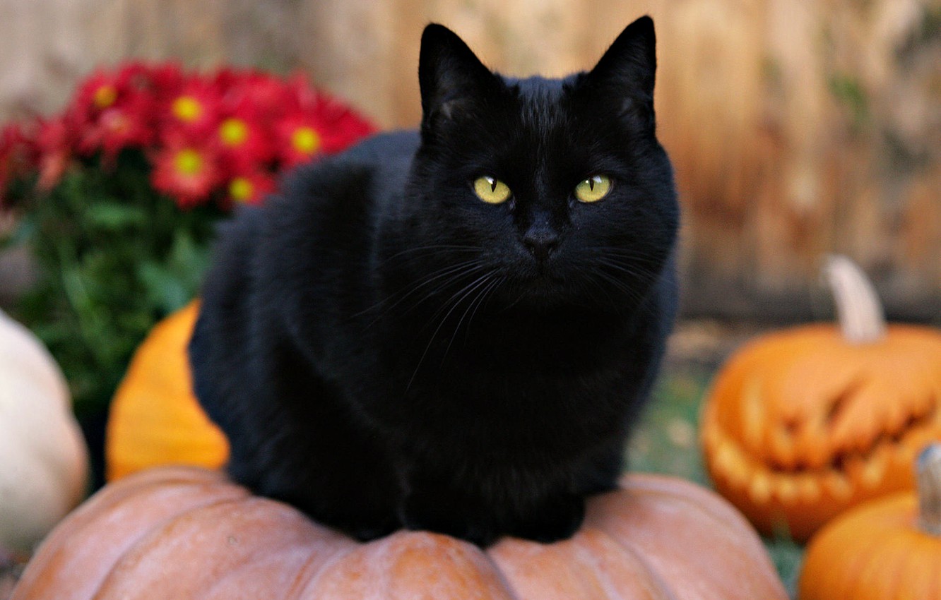 Cat Pumpkin Wallpapers