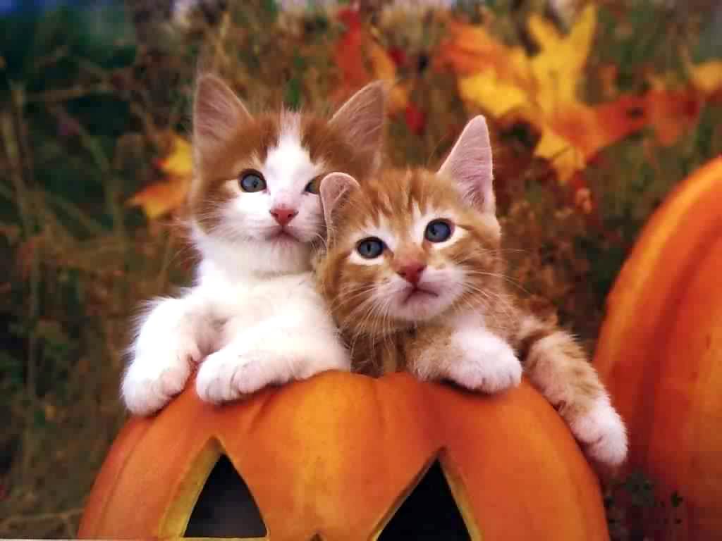 Cat Pumpkin Wallpapers
