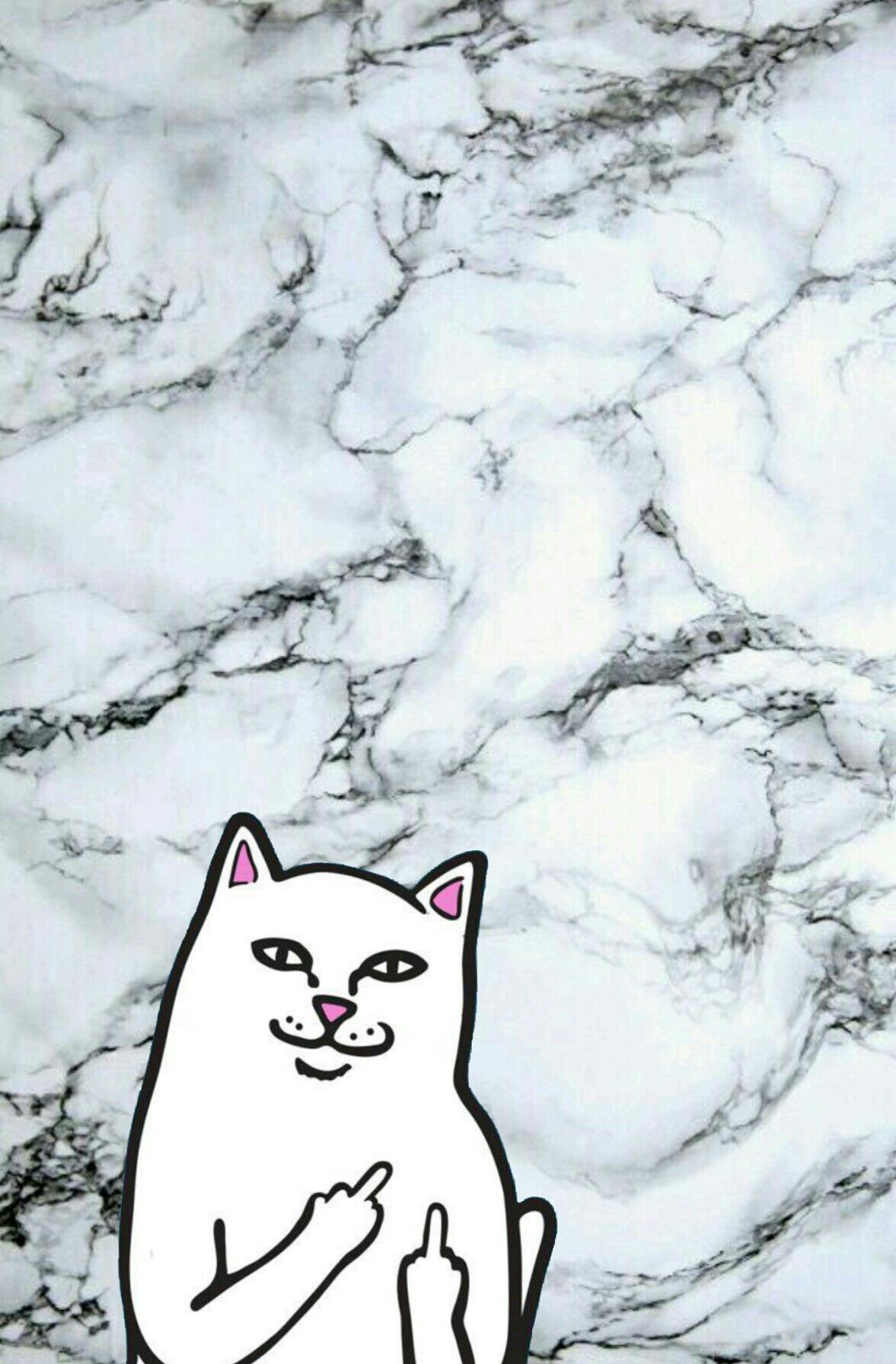 Cat Showing Middle Finger Wallpapers