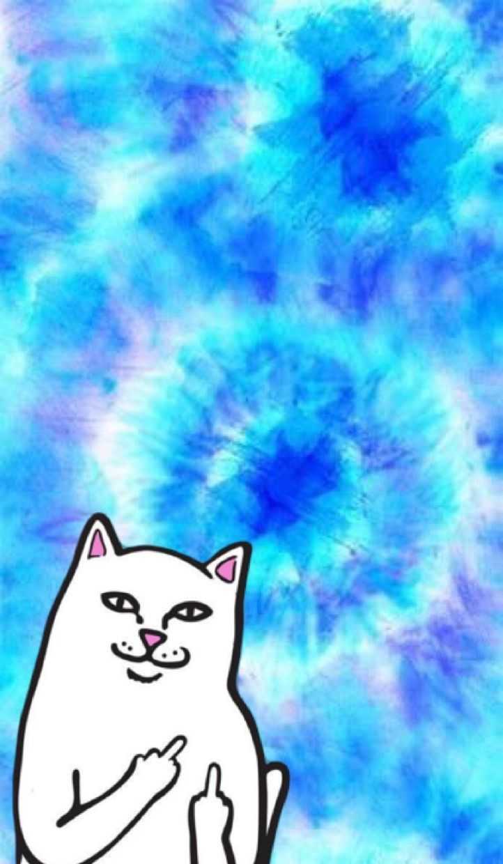 Cat Showing Middle Finger Wallpapers