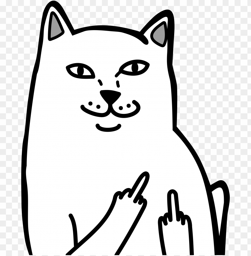 Cat Showing Middle Finger Wallpapers