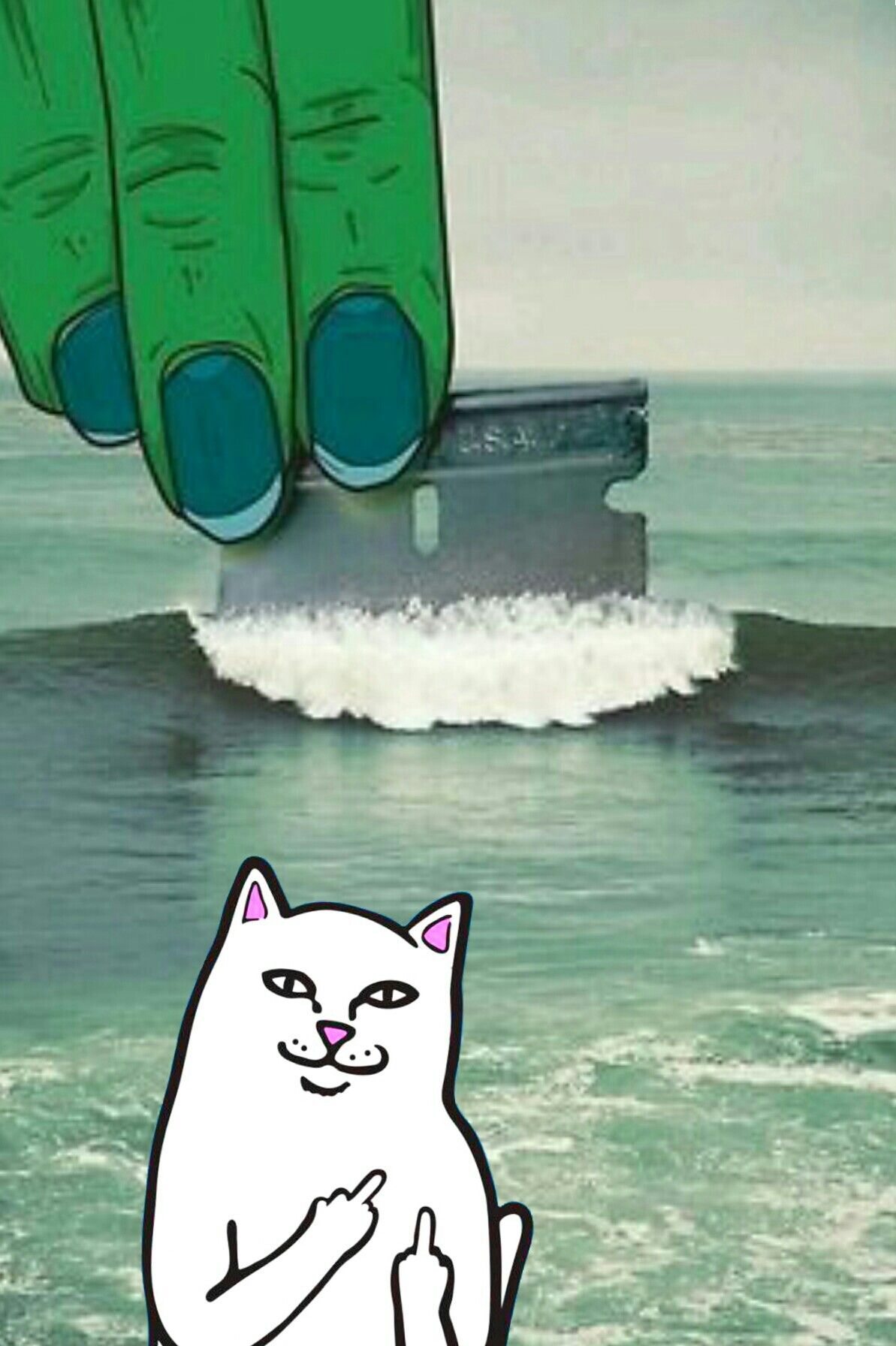 Cat Showing Middle Finger Wallpapers