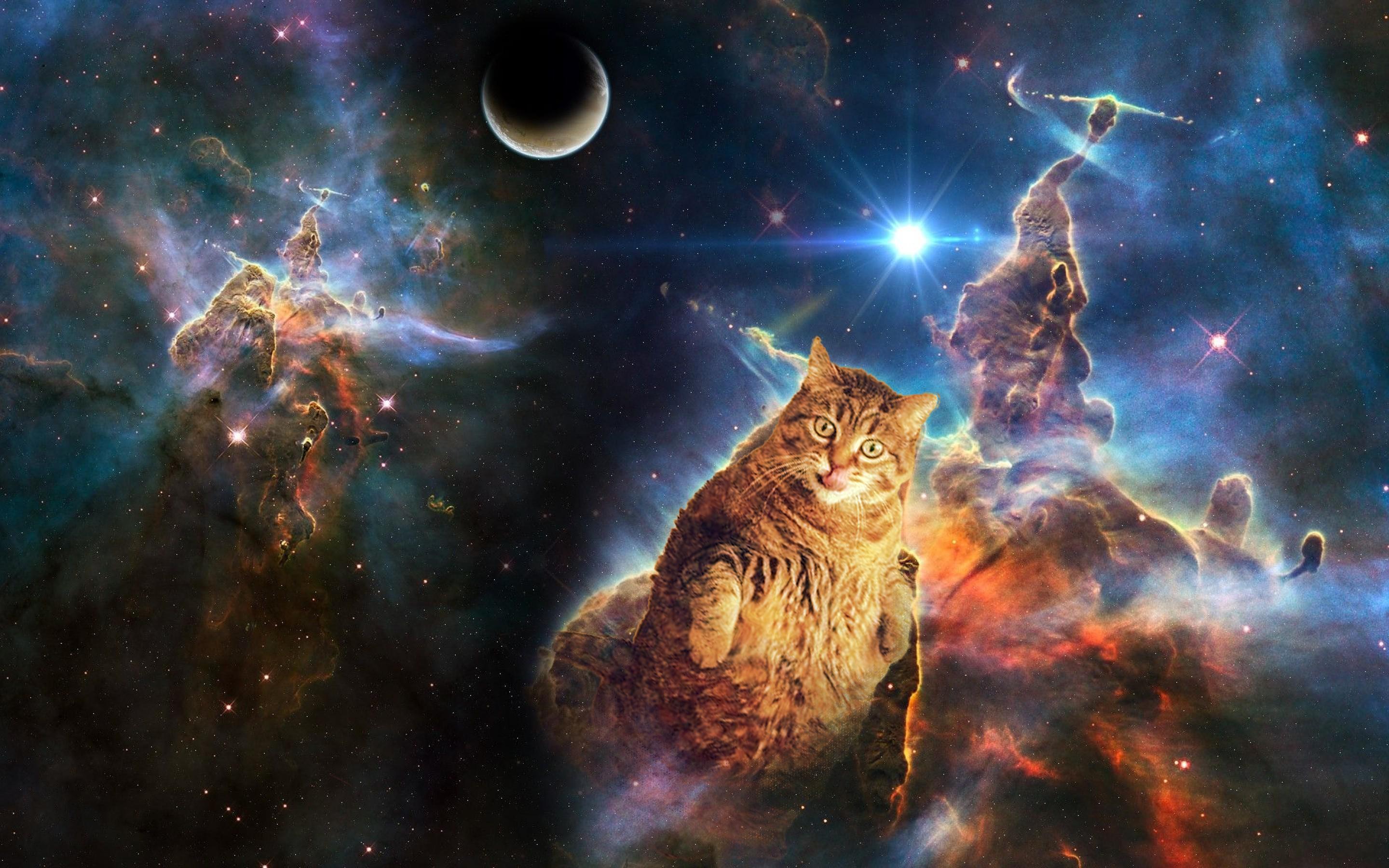 Cat Universe Wallpapers