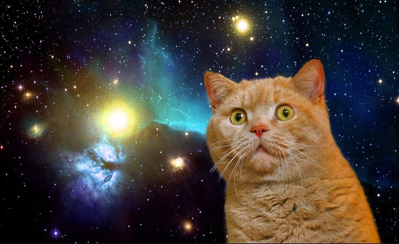 Cat Universe Wallpapers