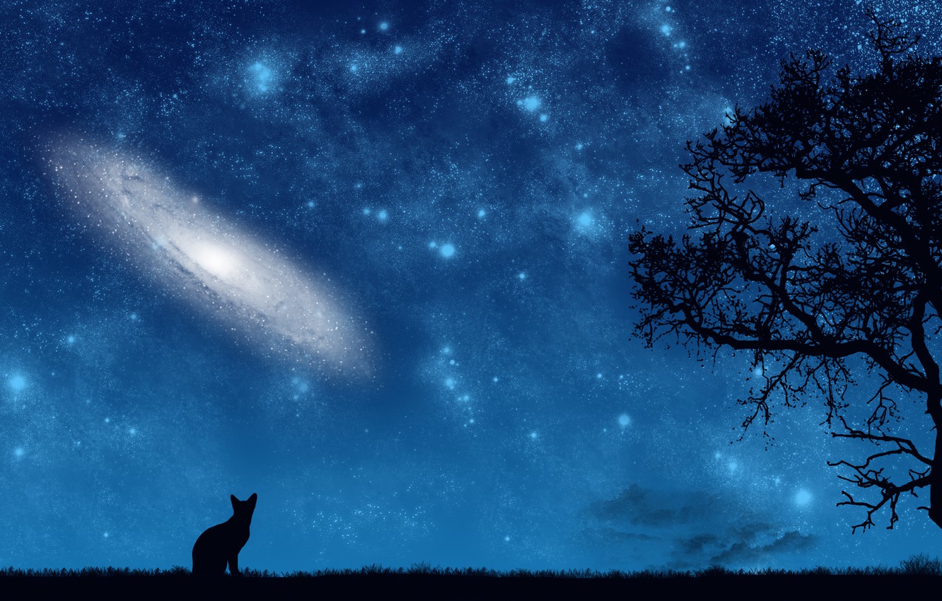 Cat Universe Wallpapers