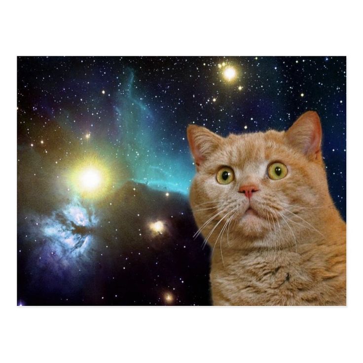 Cat Universe Wallpapers