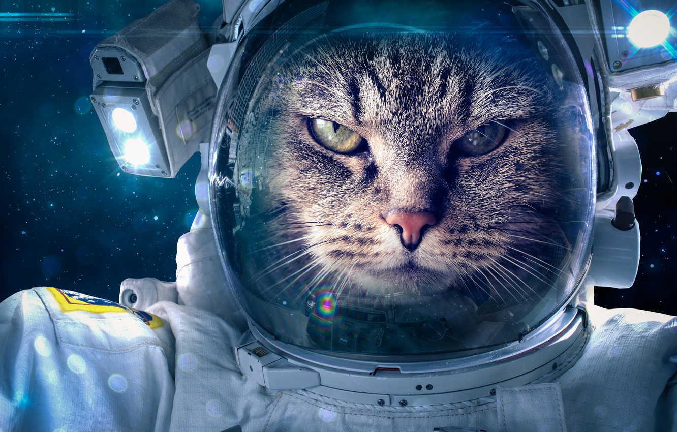 Cat Universe Wallpapers