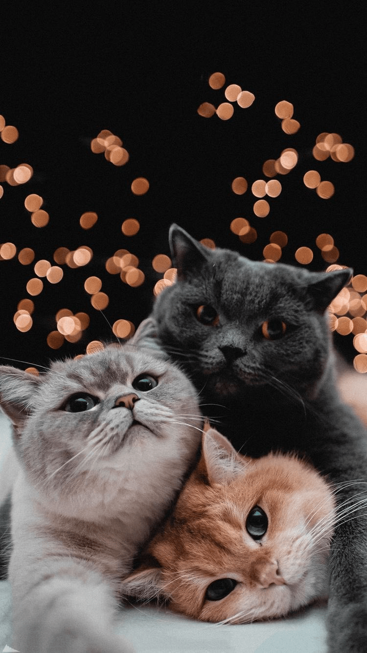 Cat Wallpapers