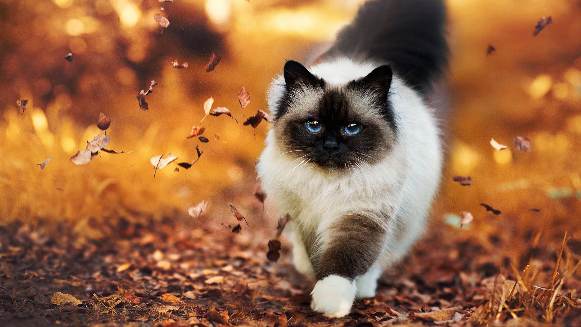 Cat Wallpapers