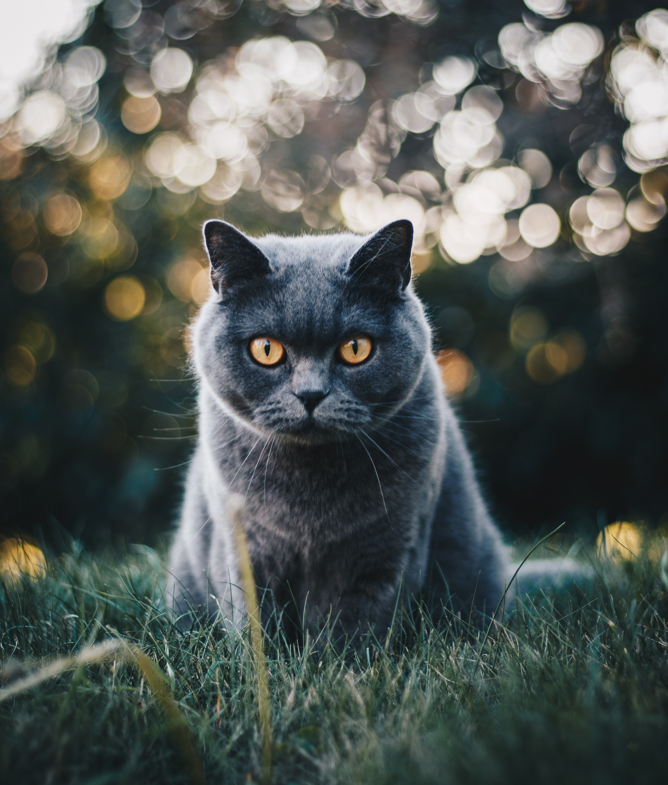 Cat Wallpapers