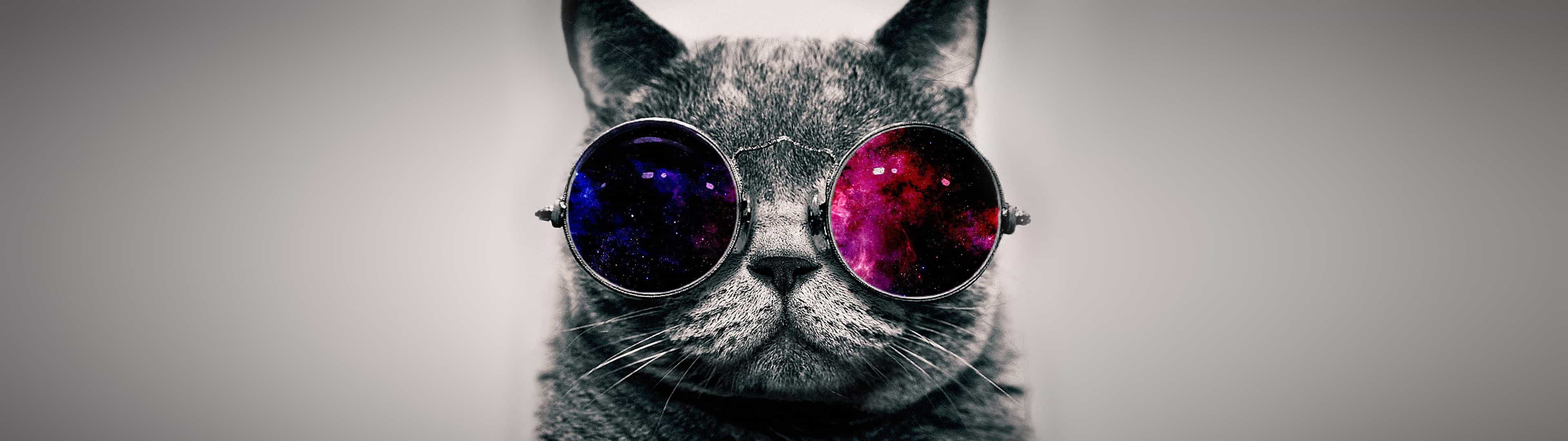 Cat With Glasses Hd Wallpapers