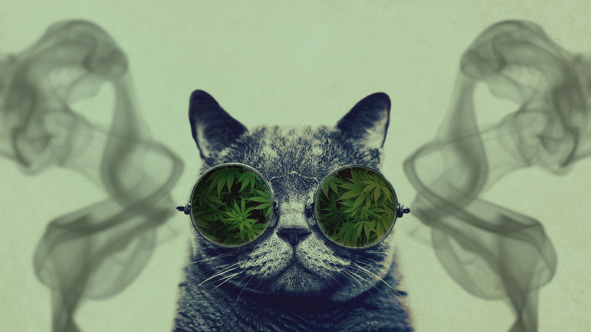 Cat With Glasses Hd Wallpapers