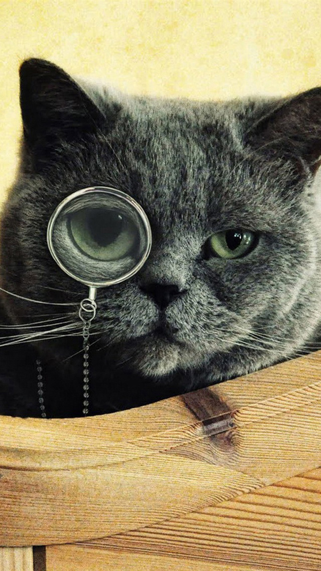 Cat With Glasses Hd Wallpapers