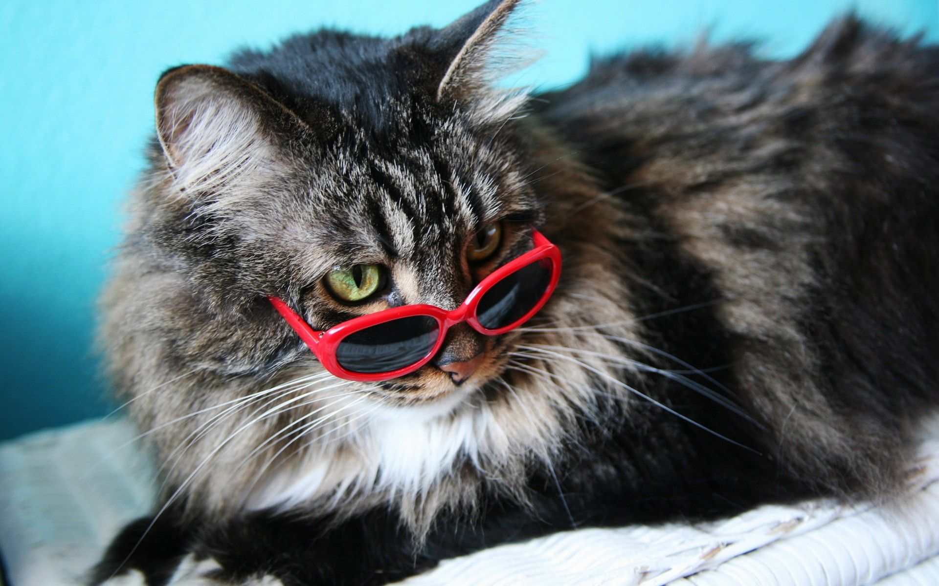 Cat With Glasses Hd Wallpapers