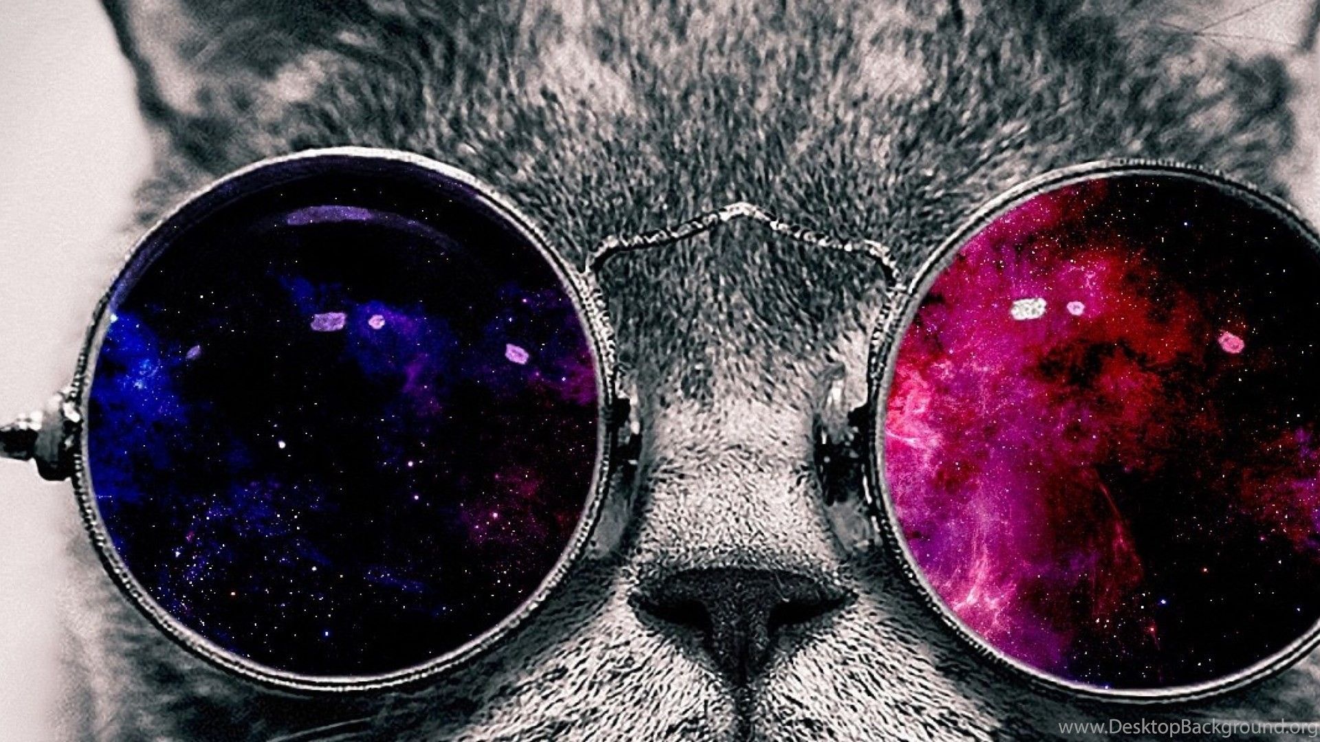 Cat With Glasses Hd Wallpapers