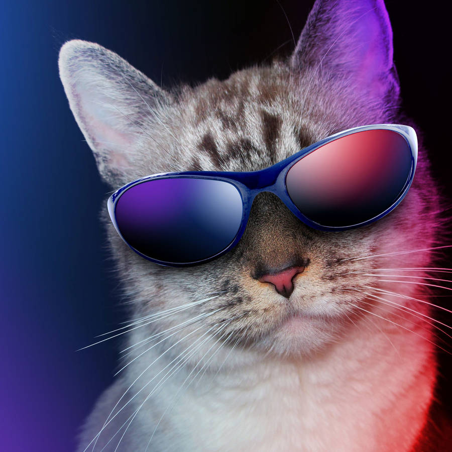 Cat With Glasses Wallpapers