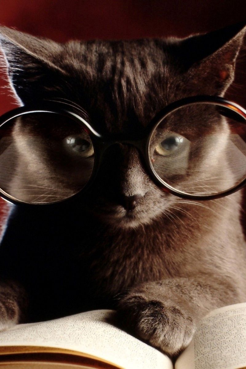 Cat With Glasses Wallpapers
