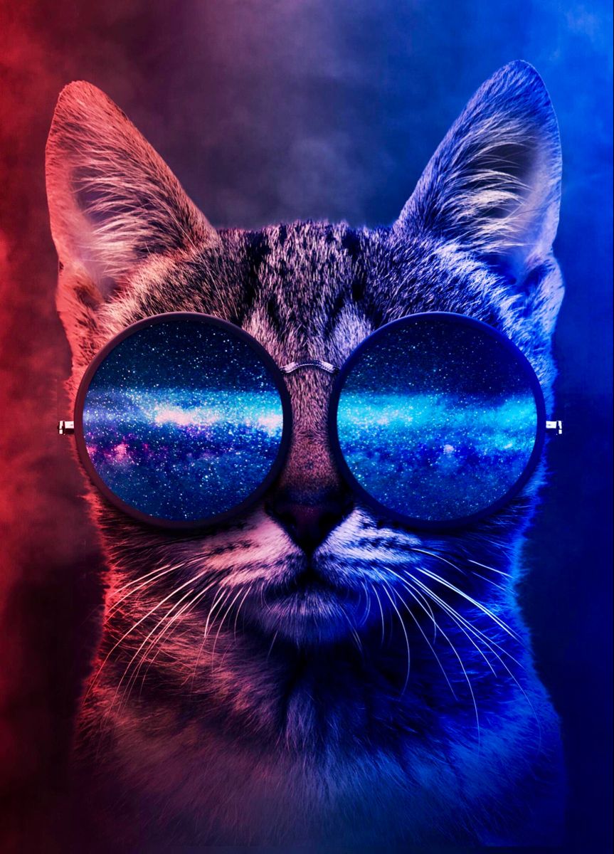 Cat With Glasses Wallpapers