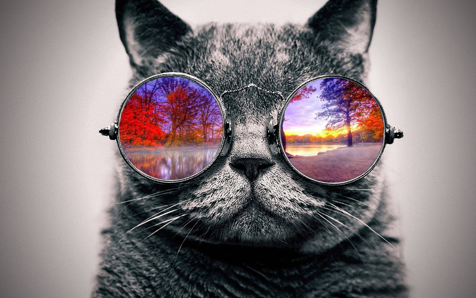 Cat With Glasses Wallpapers