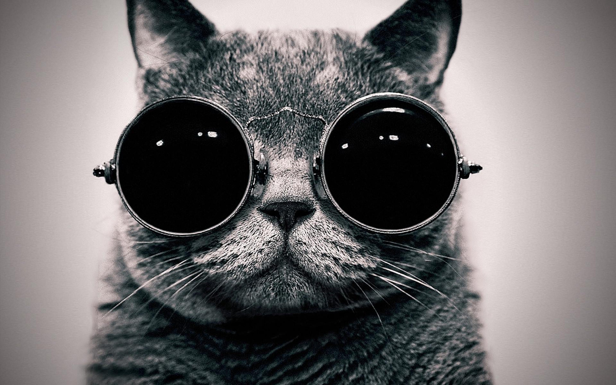 Cat With Sunglasses Wallpapers