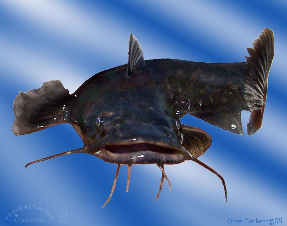 Catfish Wallpapers