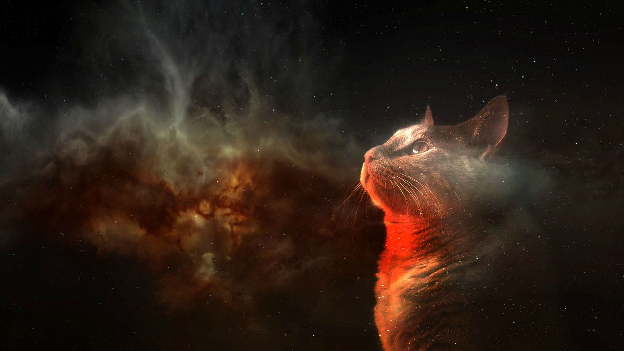 Cats Tumblr Background