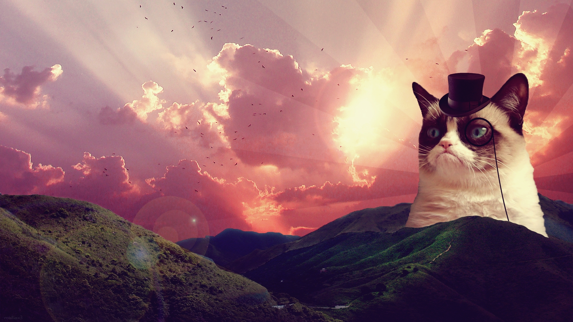 Cats Tumblr Background