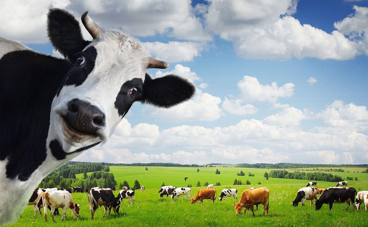 Cattle Wallpapers