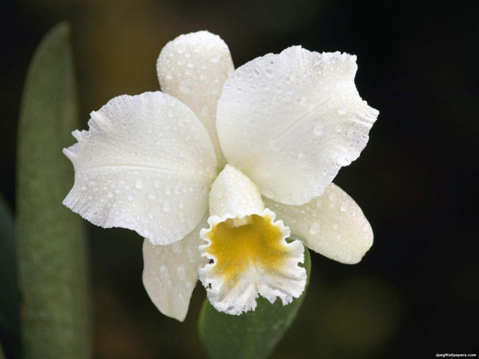 Cattleya Orchids Images Wallpapers