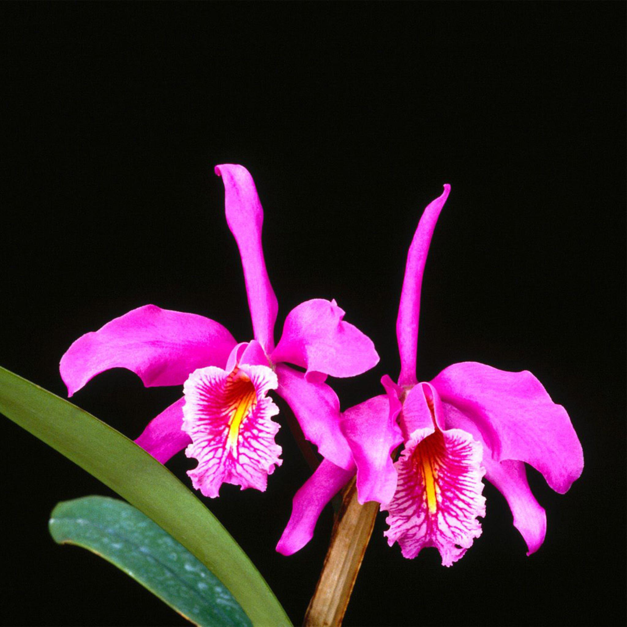 Cattleya Orchids Images Wallpapers