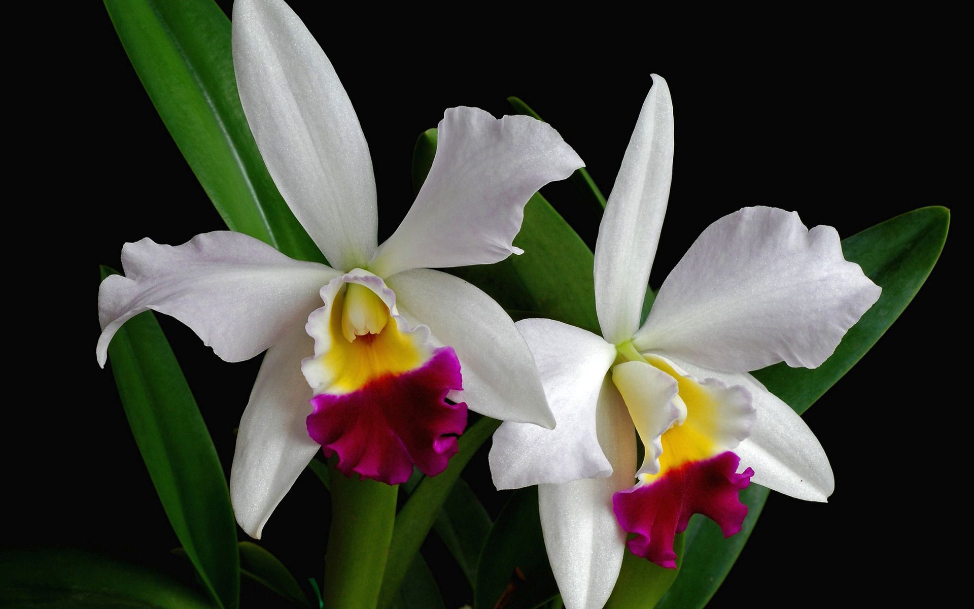 Cattleya Orchids Images Wallpapers