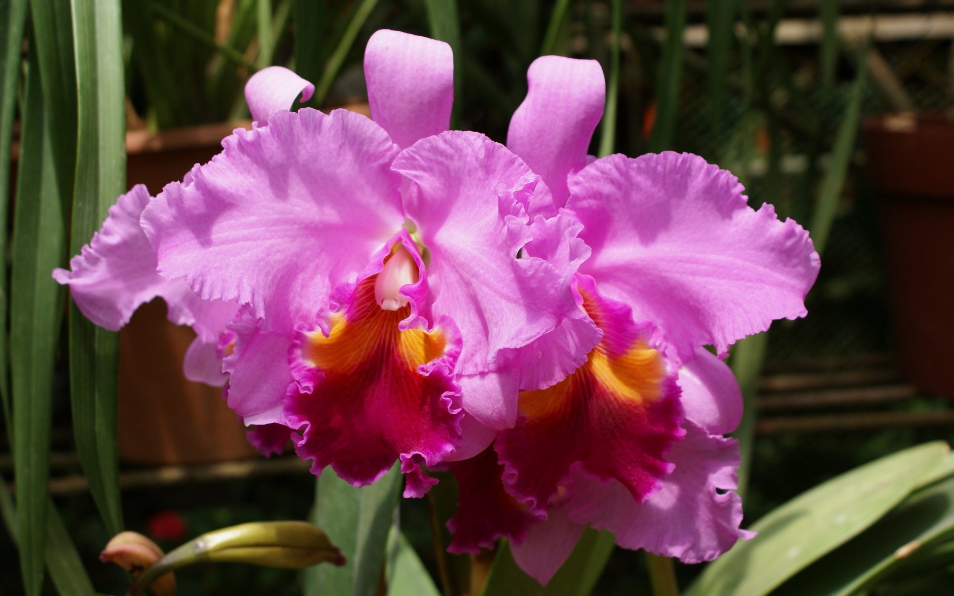 Cattleya Orchids Images Wallpapers