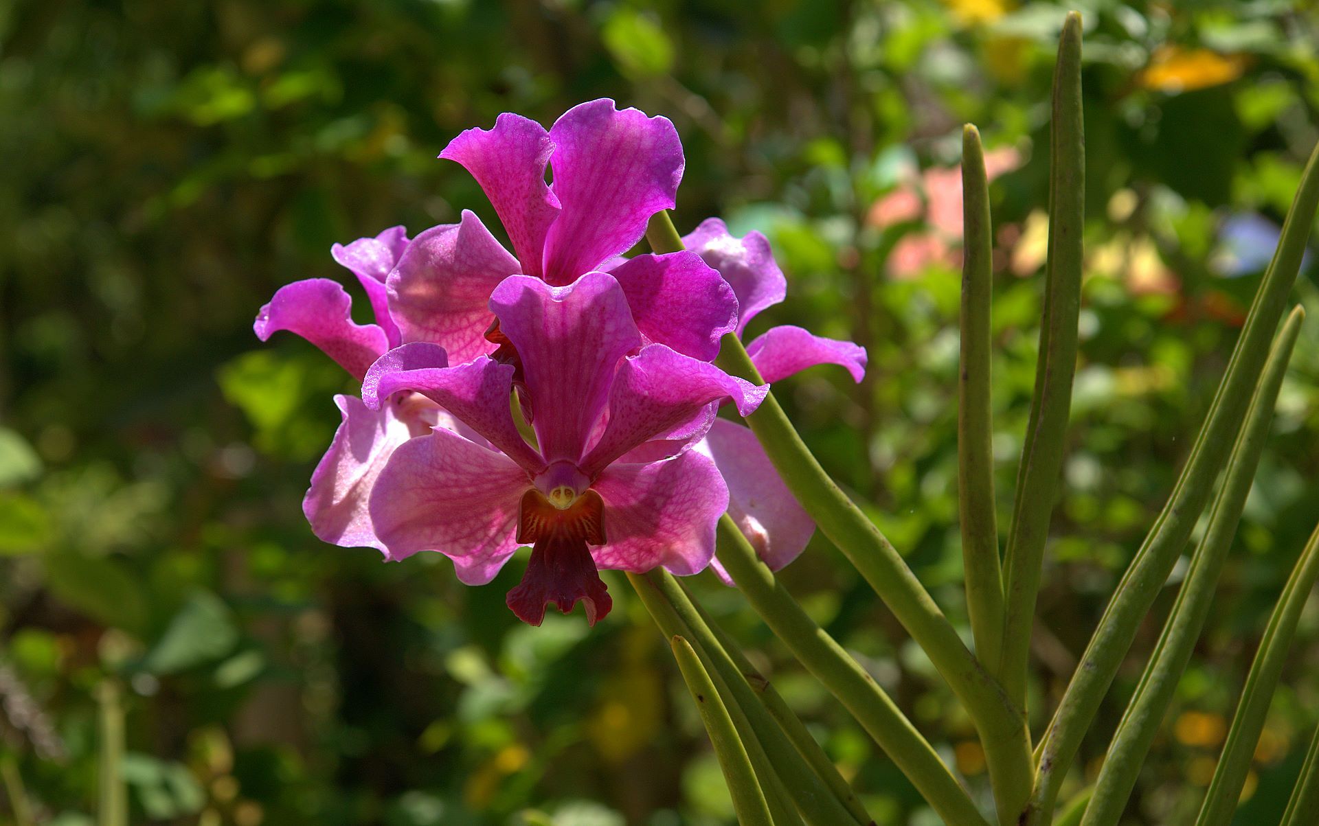 Cattleya Orchids Images Wallpapers