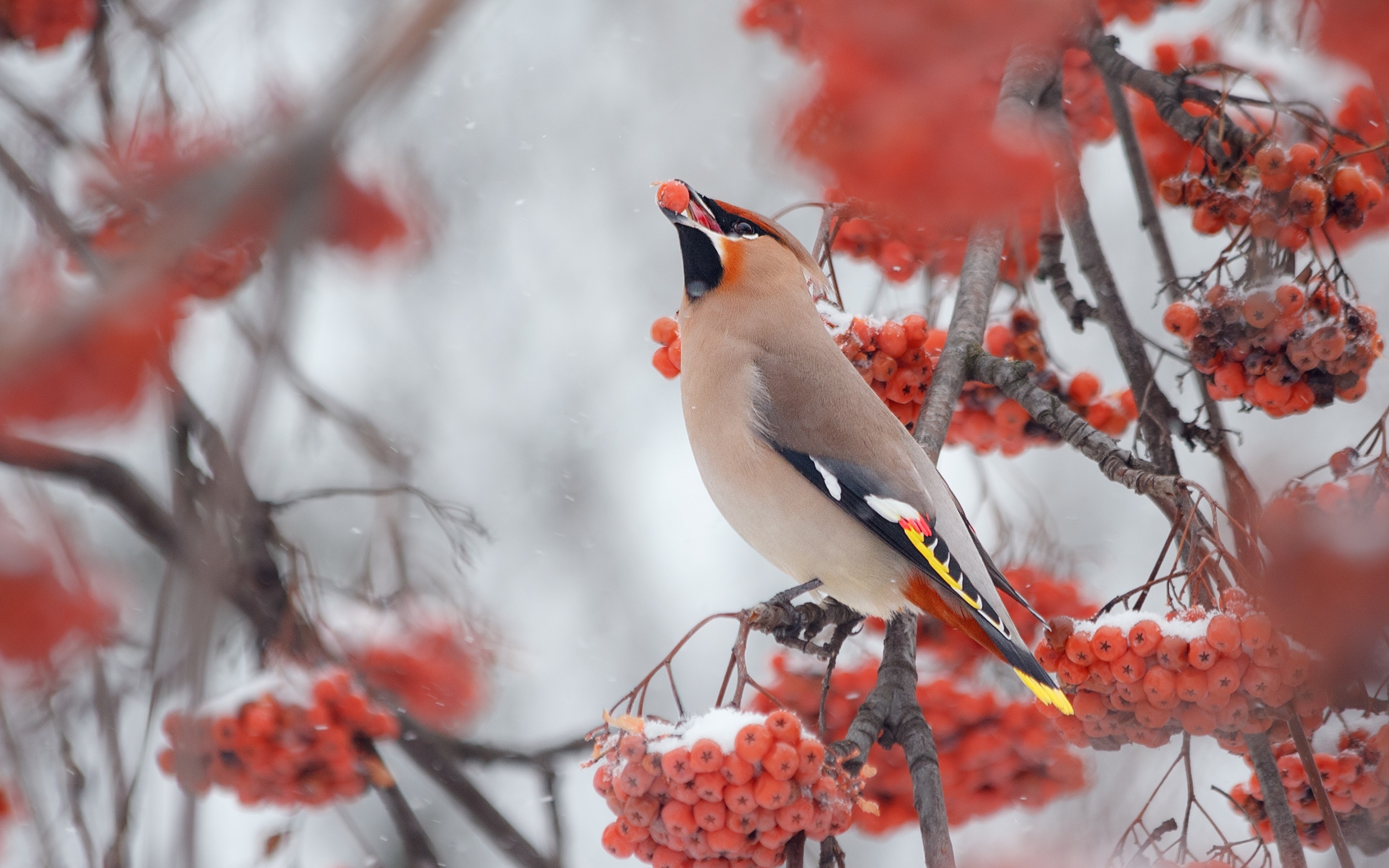 Cedar Waxwing Wallpapers