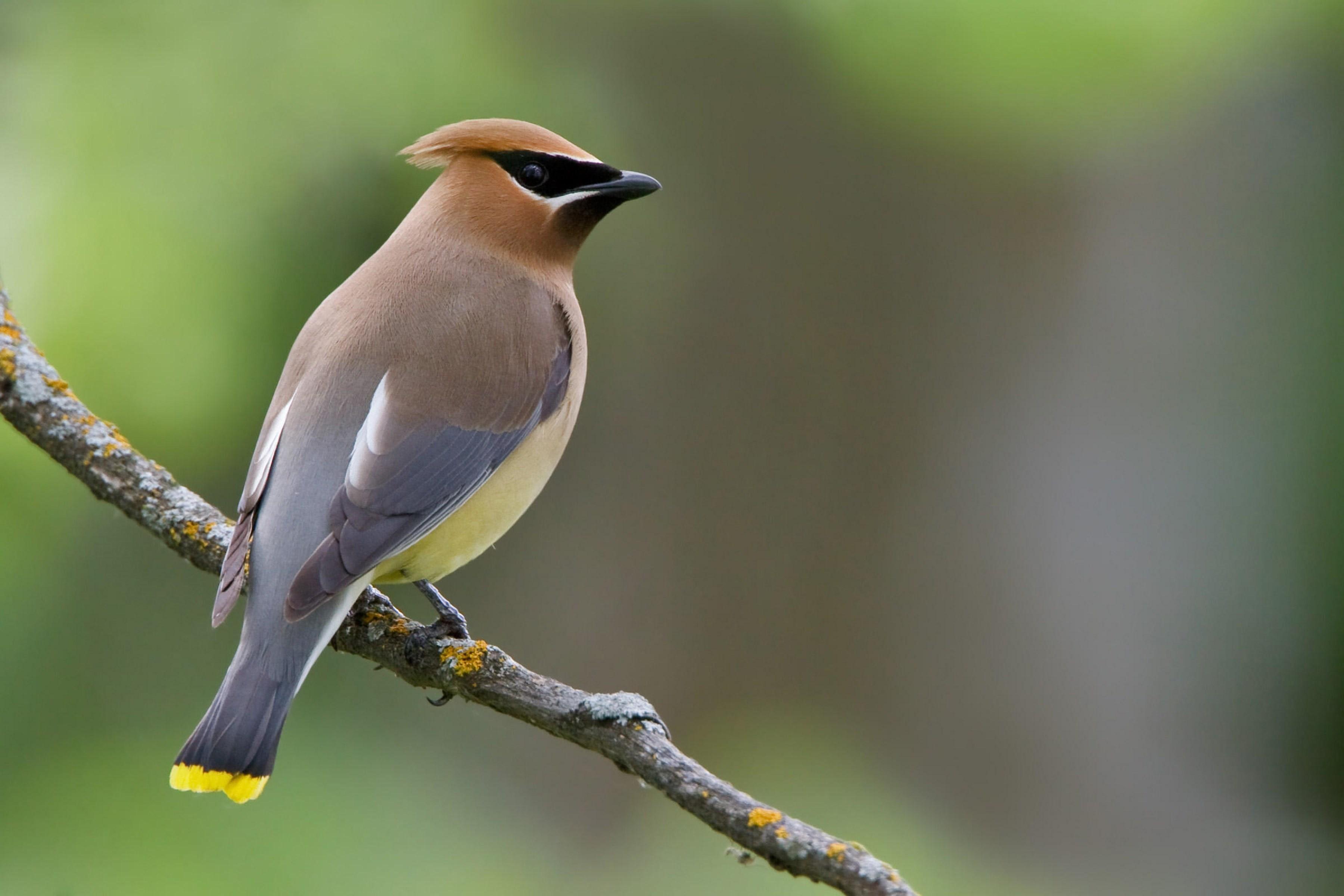 Cedar Waxwing Wallpapers