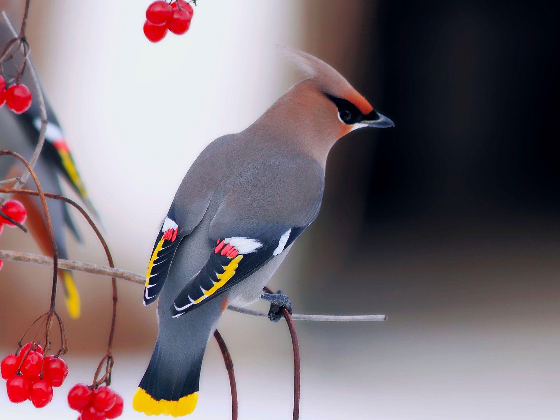 Cedar Waxwing Wallpapers